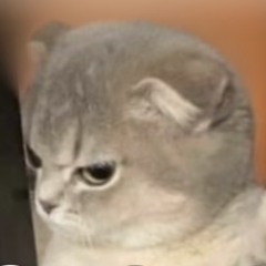 둘도 없는 바보