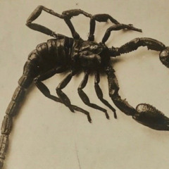 scorpiusta2