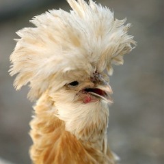kipperd