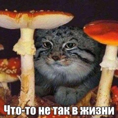 kaa.