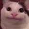cat beluga