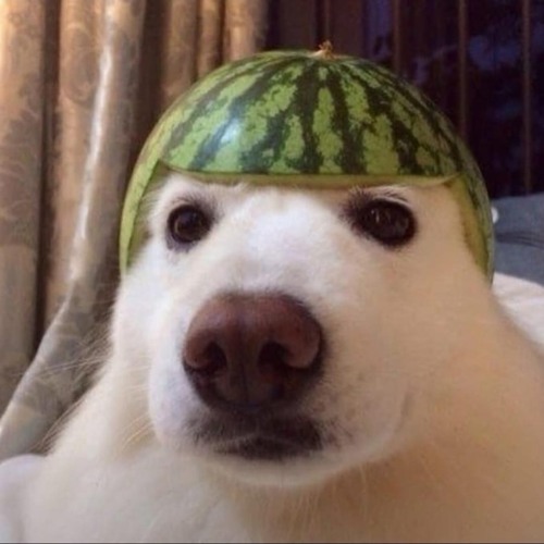 Can You Give Watermelon To Dogs