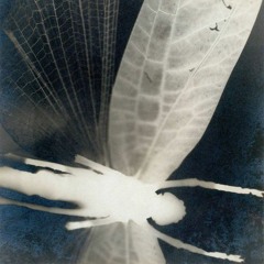 Laniakea