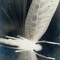 Laniakea