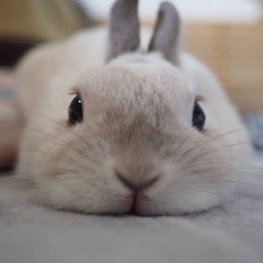 sweehhhffuocyic