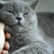 Cat Sitter