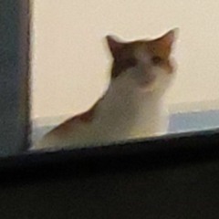 gizux