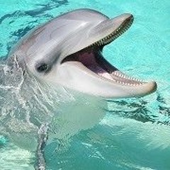 dolphin4d