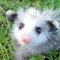Gay Nerdy Opossum