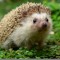 Hedgehogy