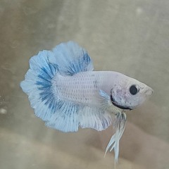 jhoniy