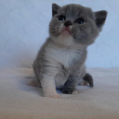 alaa