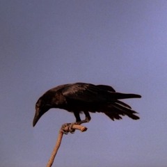 Ｔｈｅ Ｒａｖｅｎ Ｋｅｅｐｅｒ