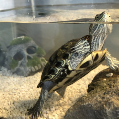 Lil Tim the Turt