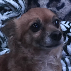 gruvvy