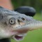 sturddlefish