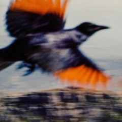 Iuke