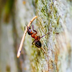 The Forest Ants