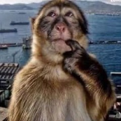 Monkey_0n_