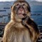 Monkey_0n_