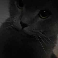 moxy