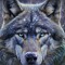Top Down Volk (Wolf)