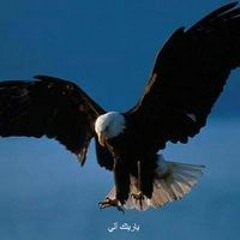 رضا خطاب