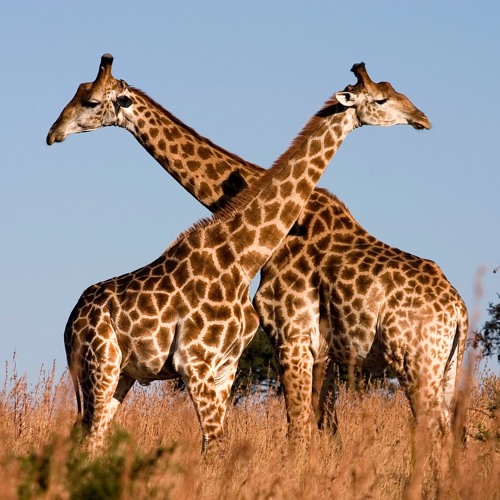 SoundCloud profile picture for @giraffe