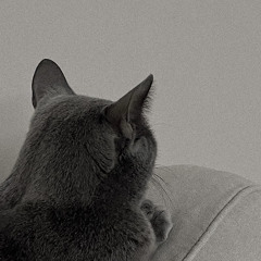 저기고양이다!🐈‍⬛