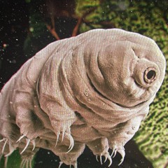 Tardigrade