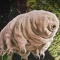 Tardigrade