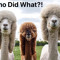 Who Did What?!