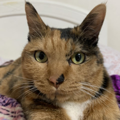 Đoàn Ngọc Thiên