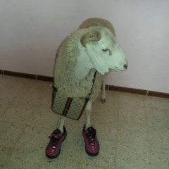 s4intmln