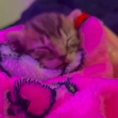 bimby1 cats  .𖥔 ݁ ˖