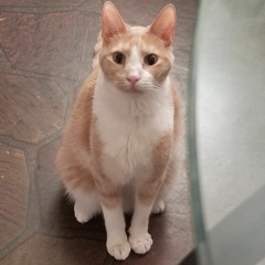 Nasir