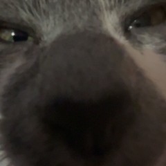 lolcats
