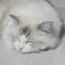Nuki
