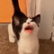 Juno Moonie