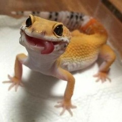 lizard