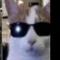 Cat AWKT