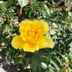 Neagu Camelia