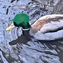 DUCKintro