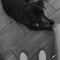 josi‘