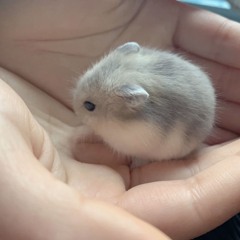 ✨Luna✨