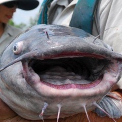 yazuno