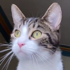 aa