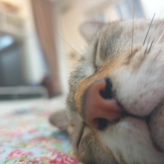 bocobo <33