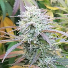 Stanky Crops