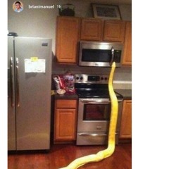 bacon